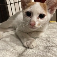 オス猫
