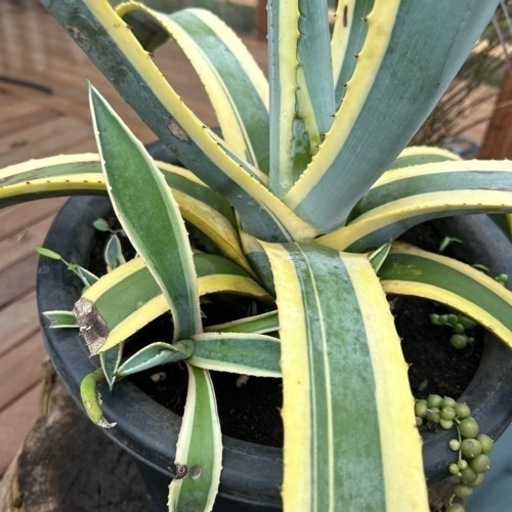 アガベ　Agave americana 'Variegata'