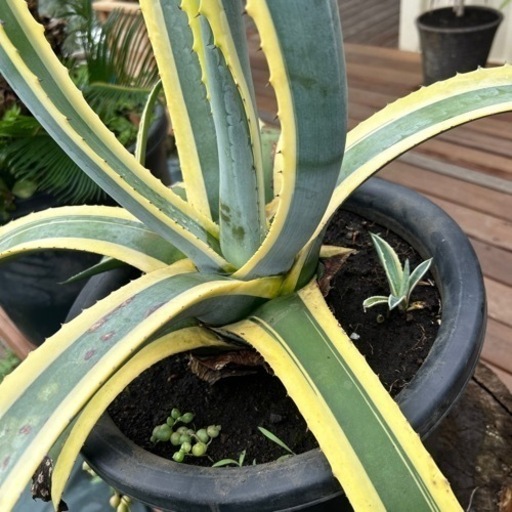 アガベ　Agave americana 'Variegata'