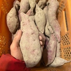 紅はるか 20kg〜