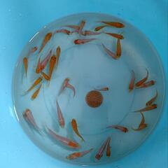 錦鯉紅白の稚魚１０匹の画像