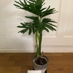 お取り置き中　セローム根上りの画像