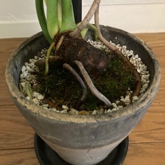 お取り置き中　セローム根上りの画像