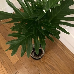 お取り置き中　セローム根上りの画像