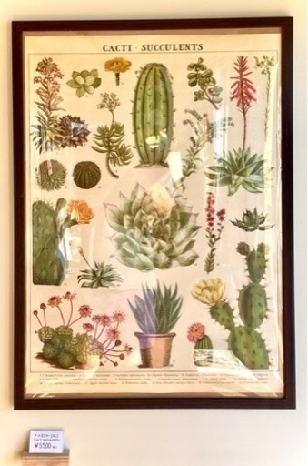 【フレーム付】アートポスター ポスター “CACTI SUCCULENTS” サボテン