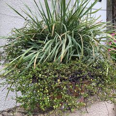 ワイヤープランツなど植物2種入り浅型テラコッタ30cm