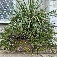 ワイヤープランツなど植物2種入り浅型テラコッタ30cmの画像