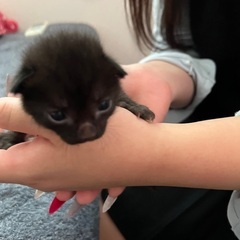 代理投稿です。里親さん募集。 - 猫