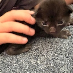 代理投稿です。里親さん募集。 - 里親募集