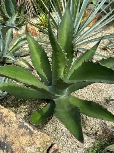 サルミアナ　クラッシスピナ　50cm