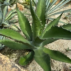 サルミアナ クラッシスピナ 50cm