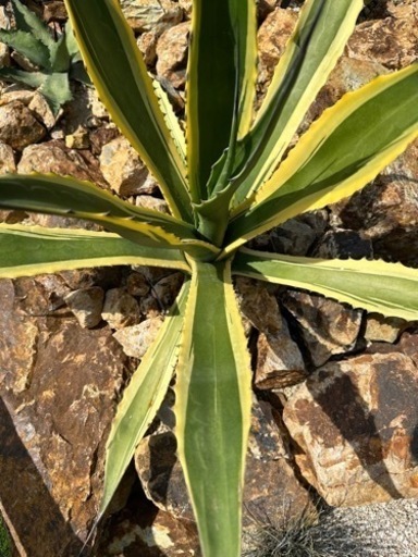 バターフィンガー　トニータイガー　 高さ60cm