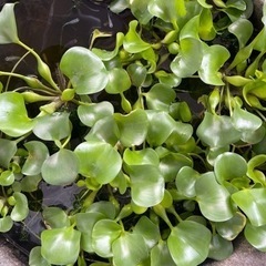 メダカ用水草です、もらってください。