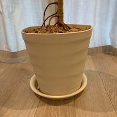 ウンベラータ　観葉植物　高さ165cm  10号鉢の画像