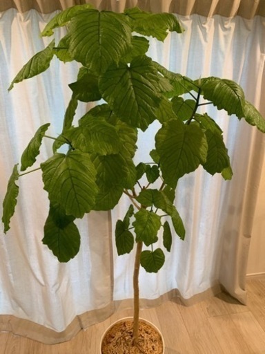観葉植物　ウンベラータ　約165cm ウンベラータ 観葉植物 高さ165cm 10号鉢 【公式通販】