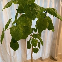 ウンベラータ　観葉植物　高さ165cm  10号鉢の画像