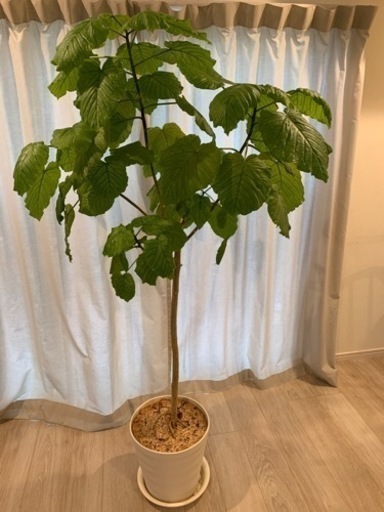 ウンベラータ　観葉植物　高さ165cm  10号鉢