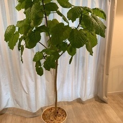 ウンベラータ　観葉植物　高さ165cm  10号鉢