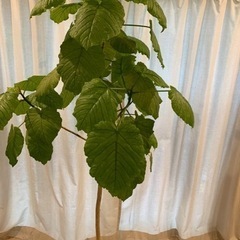 ウンベラータ　観葉植物　高さ165cm  10号鉢の画像
