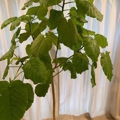 ウンベラータ　観葉植物　高さ165cm  10号鉢の画像