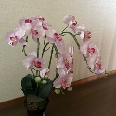 フェイク　観葉植物の画像