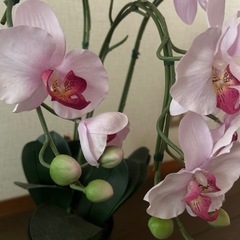 フェイク　観葉植物の画像