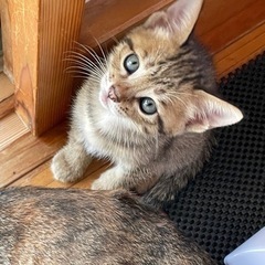 キジトラの子猫ちゃん