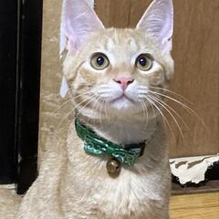 茶トラの男の子