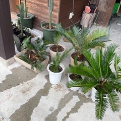 ソテツ　貰って頂ける方が現れました