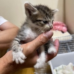 生後1ヶ月程度　シマシマ×白の子猫