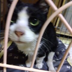 15歳以上　老猫　オス　甘え好き