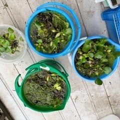 アナカリス、ホテイアオイあげますの画像
