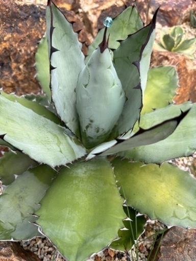 アガベ　チタノタ　ブラック&ブルー　BB　40cm