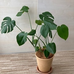 美鈴ケ丘 ピアノ教室【オンライン対応】の画像