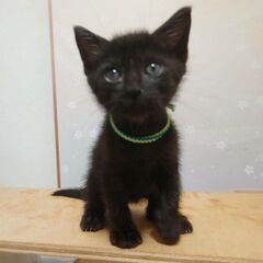 やんちゃな黒猫の男の子　2か月