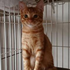 チャトラのトト　さみしがり屋さんです