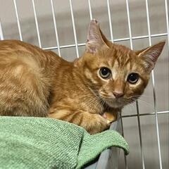 チャトラのトト　さみしがり屋さんです - 猫