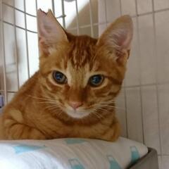 チャトラのトト　さみしがり屋さんです − 大阪府