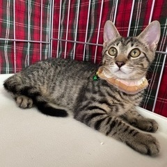兄弟猫　シオン君