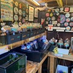 【五桜メダカ】 9月22日　横須賀めだか無人販売