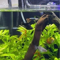熱帯魚　ミッキーマウスプラティ3匹　ブラックモーリー1匹