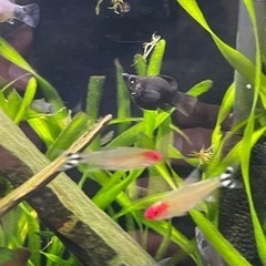 熱帯魚　ミッキーマウスプラティ3匹　ブラックモーリー1匹の画像