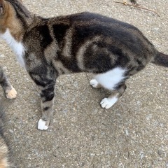 田舎で育った優しい愛ちゃん、