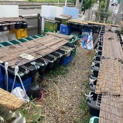 ９月23日土曜日めだか午前中販売（今年ラスト販売かも）の画像