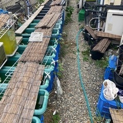 ９月23日土曜日めだか午前中販売（今年ラスト販売かも）の画像