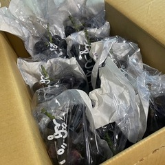 【取引終了】訳あり 山梨県産 ぶどう 種無し