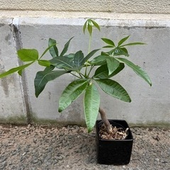 パキラ　観葉　鉢カバー