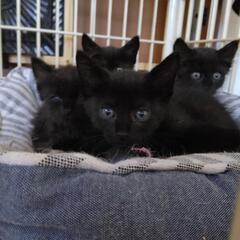 黒猫子猫女の子1男の子1里親さん決まりました。男の子2匹里親さん...