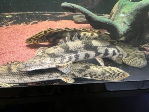 エンドリケリー  ① ポリプテルス・エンドリケリーの飼育ガイド｜恐竜魚！混泳・餌 