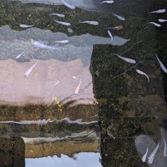 メダカすくいの画像